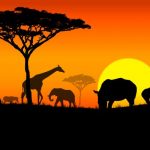Africa Fam trips