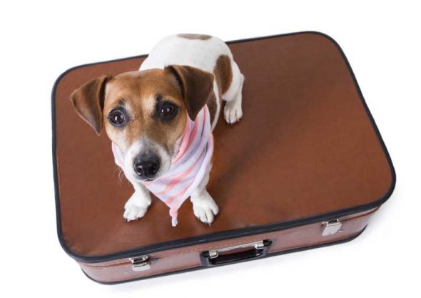 Traveling with dogs