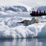 1-Antarctica-Credit-Adventure-Life-copy-590x394.jpg