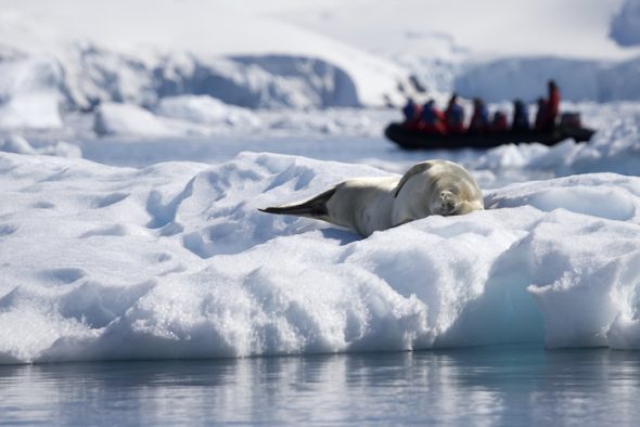 1-Antarctica-Credit-Adventure-Life-copy-590x394.jpg