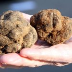 Black-truffles-007.jpg