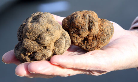 Black-truffles-007.jpg