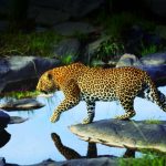 GS-Leopard-PostcardW-BLAND-300dpi-590x403.jpg