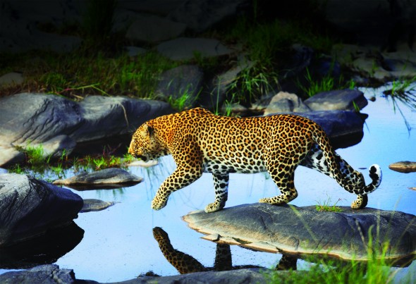 GS-Leopard-PostcardW-BLAND-300dpi-590x403.jpg