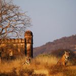 India-K-A-590x393.jpg