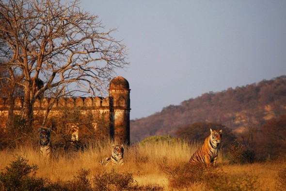 India-K-A-590x393.jpg