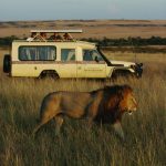 Micato-Safaris-vehicle-and-lion-1007x1024-580x590.jpg