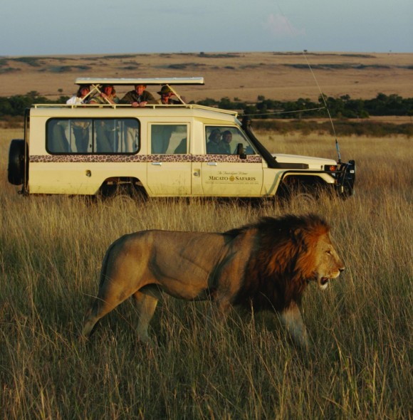 Micato-Safaris-vehicle-and-lion-1007x1024-580x590.jpg