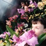 NP_OrchidShow-590x393.jpg