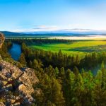 Paws-Up-590x248.jpg