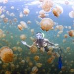 Swimming-palau-590x368.jpg