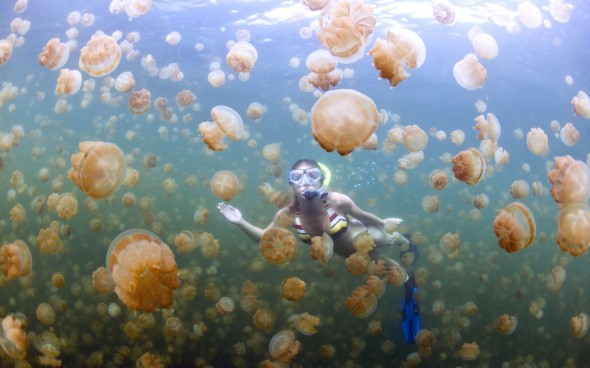 Swimming-palau-590x368.jpg