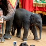 T-I-Feb-15-2016-Elephant-590x390.jpg