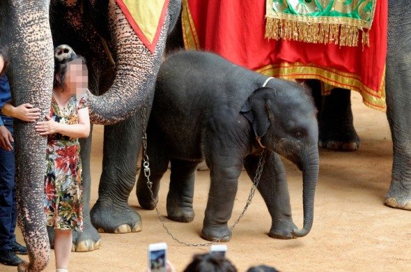 T-I-Feb-15-2016-Elephant-590x390.jpg