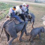 Tea-kaziranga-1-590x537.jpg