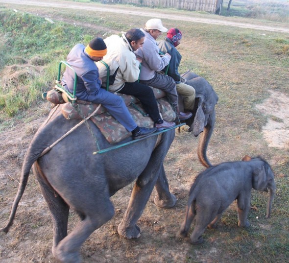 Tea-kaziranga-1-590x537.jpg