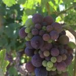 WT-Grapes-from-a-Vineyard-in-Margaux-copy-442x590.jpg