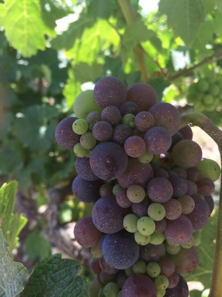 WT-Grapes-from-a-Vineyard-in-Margaux-copy-442x590.jpg
