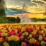 best_flower_festivals-590x330.jpg
