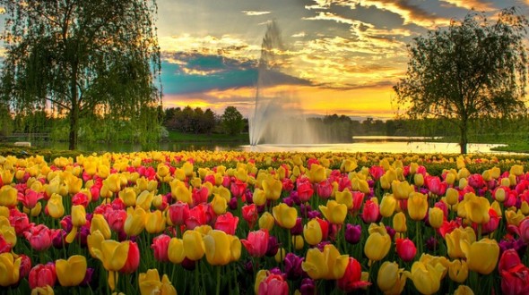 best_flower_festivals-590x330.jpg