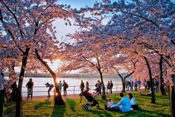 cherry-blossoms-credit-darren-barnes_750x500-590x393.jpg