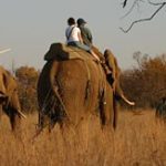 elephants.jpg