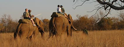 elephants.jpg