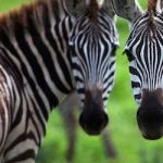 za-animals-zebra-carousel.jpg