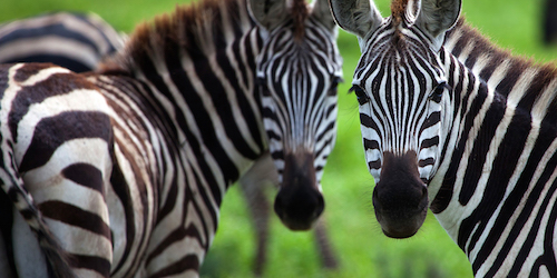 za-animals-zebra-carousel.jpg