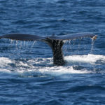 Things to do in Cabo San Lucas: Whale watching in Cabo