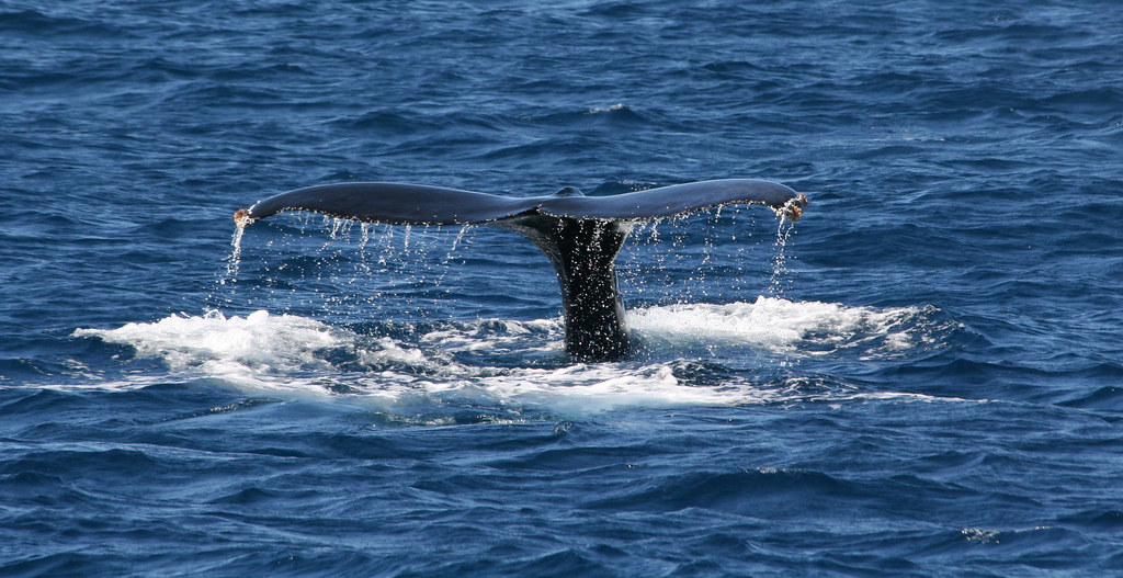Things to do in Cabo San Lucas: Whale watching in Cabo