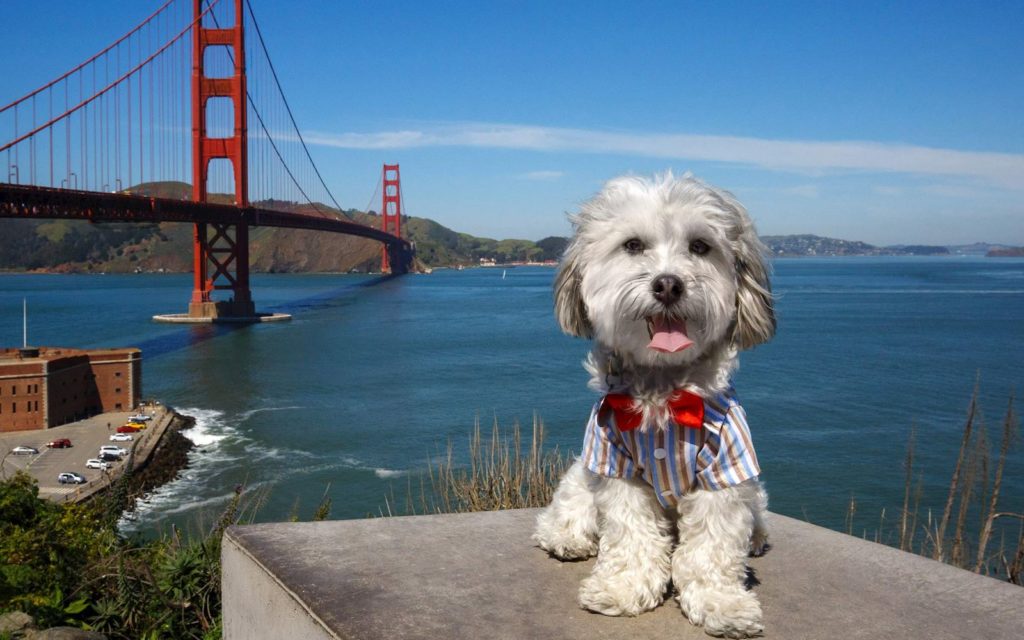 Top hotel amenities include pets