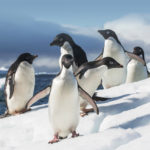 travel to Antarctica