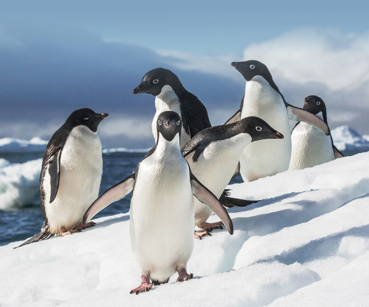 travel to Antarctica