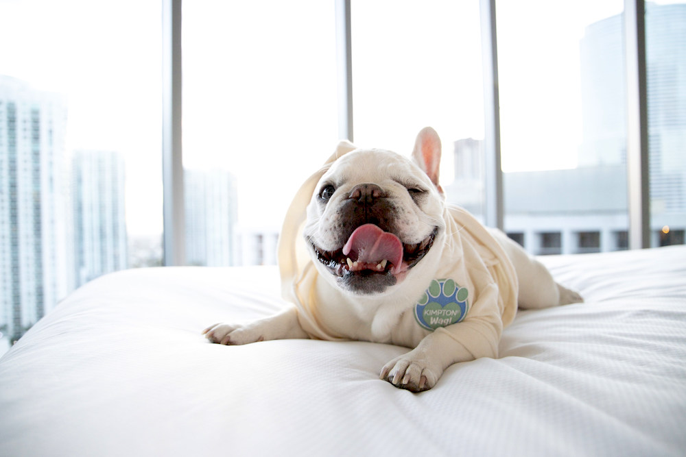 Traveling with pets