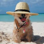 Caribbean Vacation with Pets