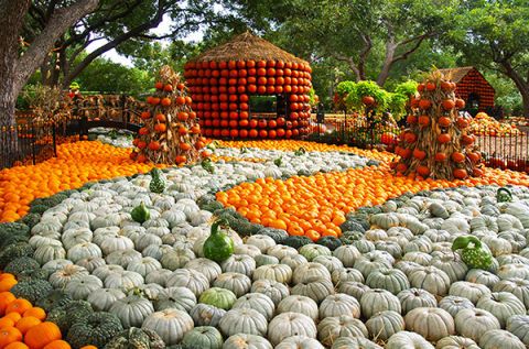 harvest festival 2022 pumpkins