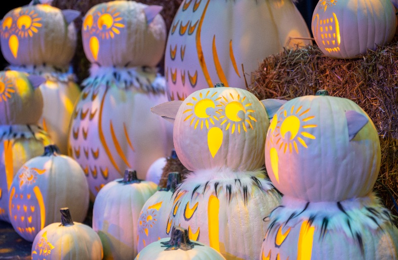 harvest festival 2022