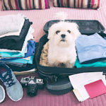 Pet-friendly Resorts and hotels