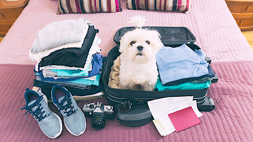 Pet-friendly Resorts and hotels