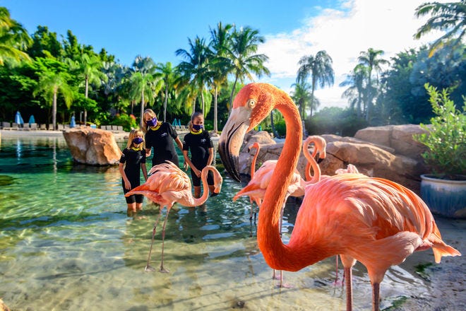 Best Time to Visit Orlando with Pink Flamingoes