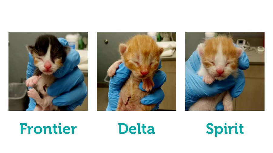Pet transport with Frontier kittens