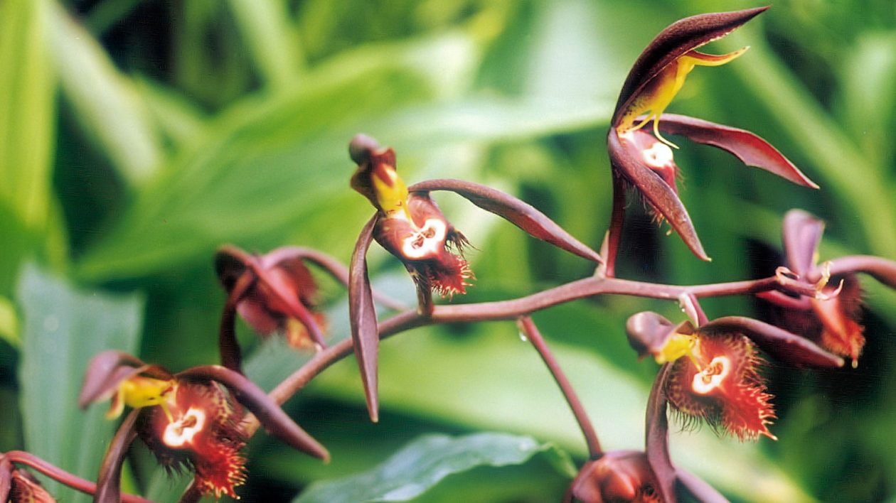 flower festivals: February orchid shows