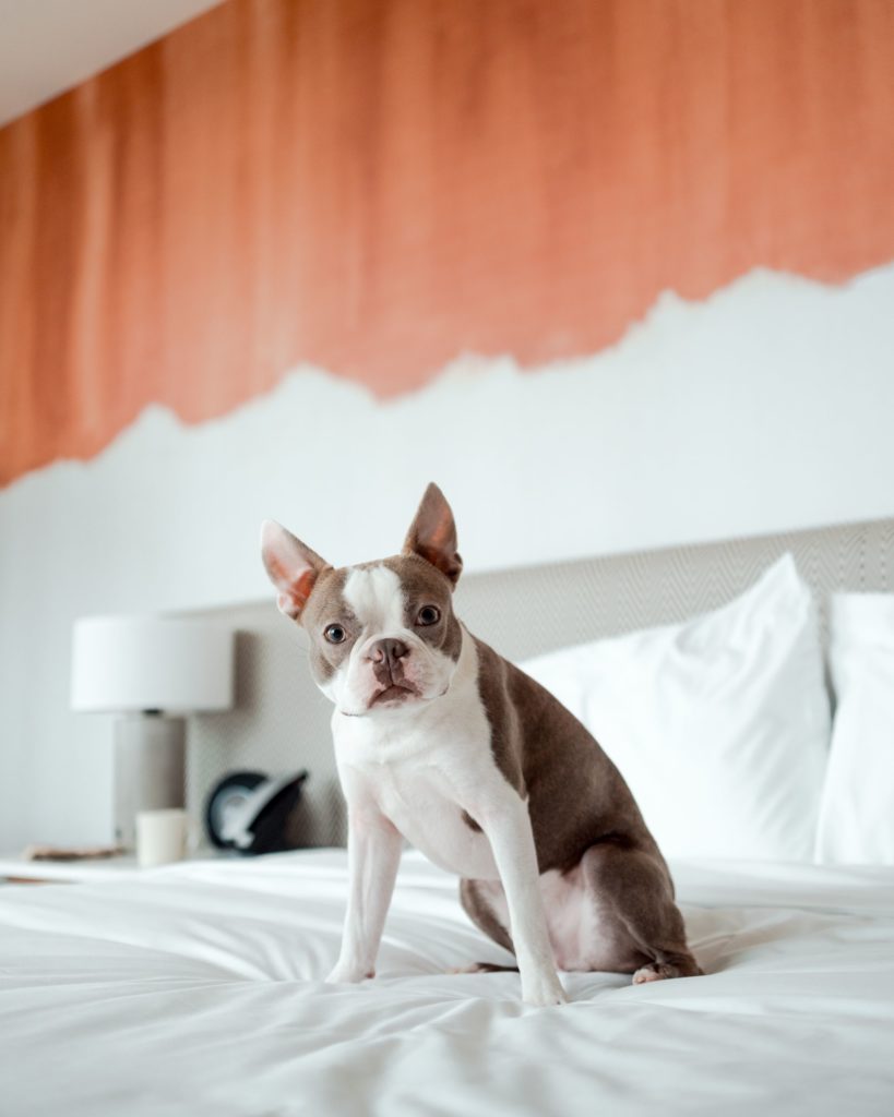 Dog-Friendly Hotels