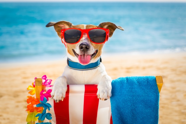 dog friendly hotels