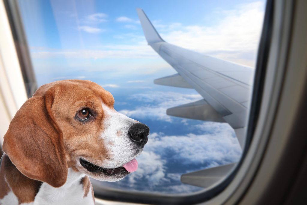 private Jet travel for pets JSX