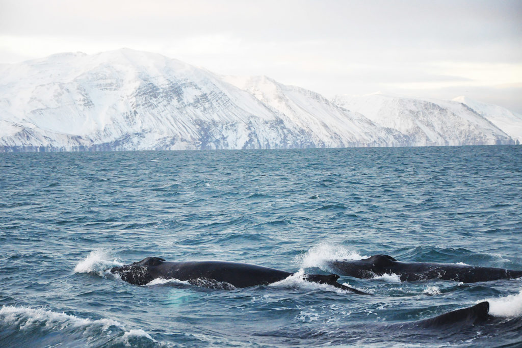 Best time to visit Iceland and whales