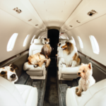 Luxury private jets for pets