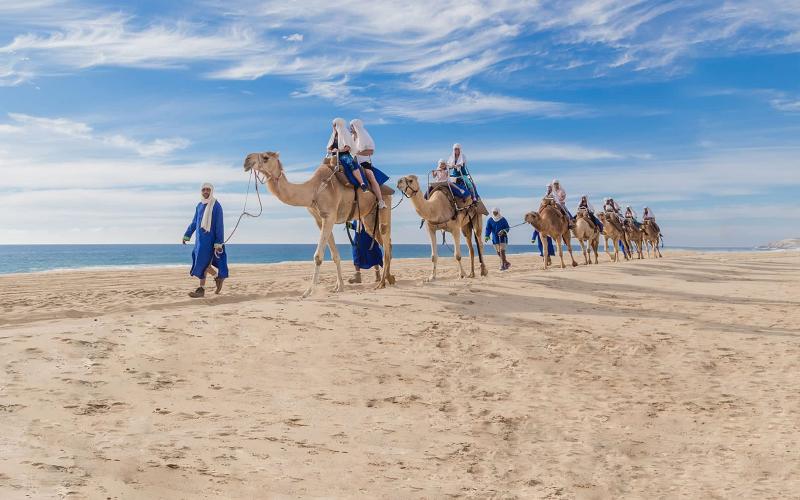 Camels in Cabo