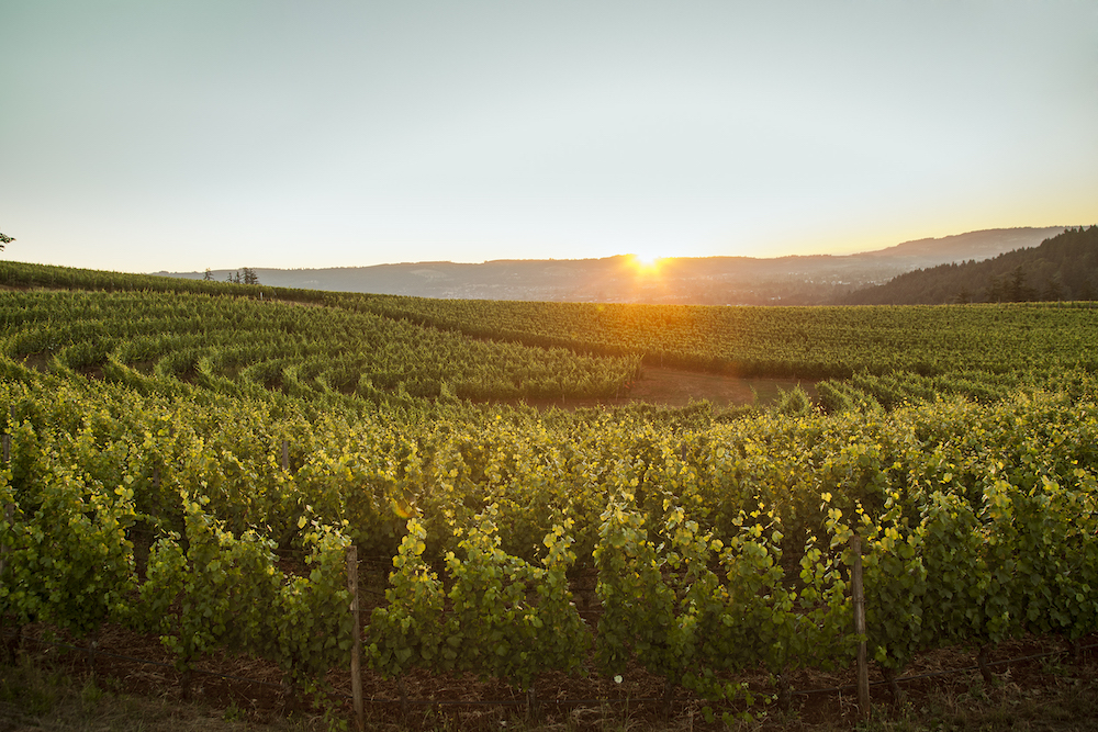 Wine Tasting Tours in Oregon